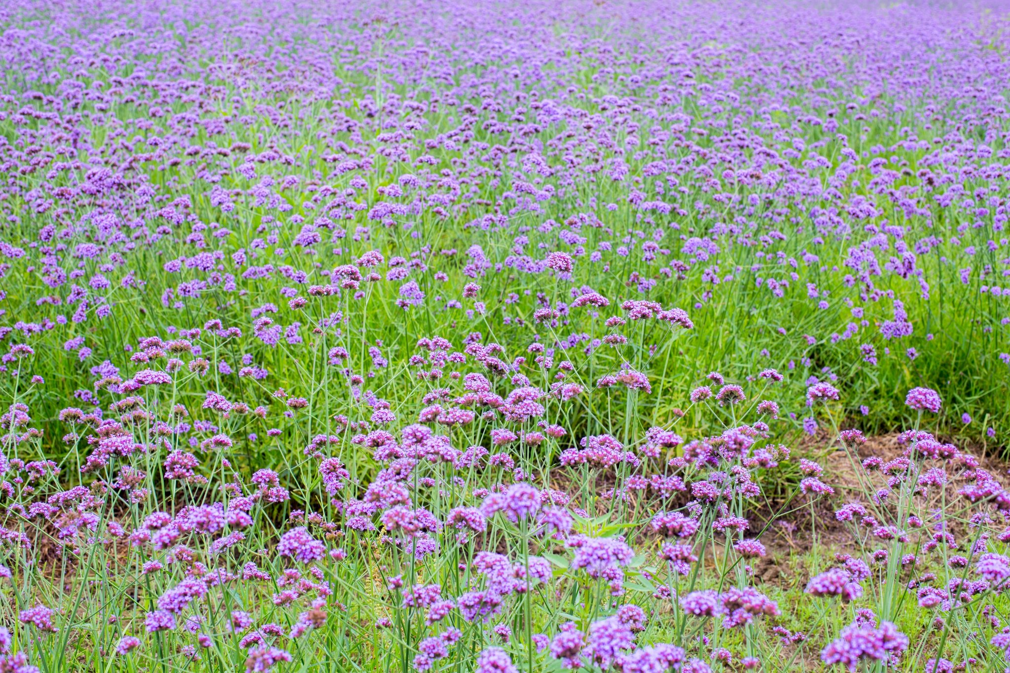 近500亩五彩花海——黄芙蓉、蓝亚麻、洋苏花交相辉映