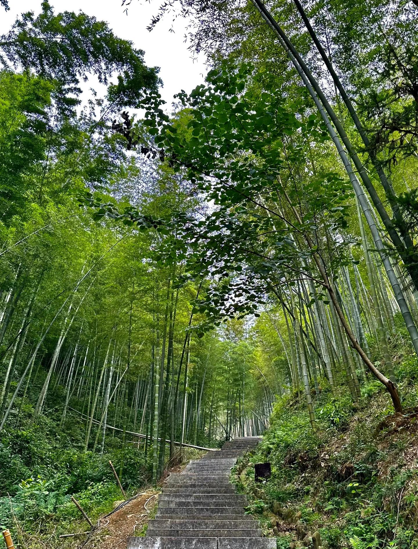 笄山竹海阳光穿透竹叶光影斑驳